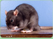 rat control New Milton