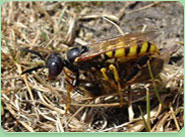 wasp control New Milton