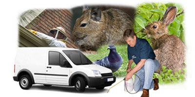 New Milton local van